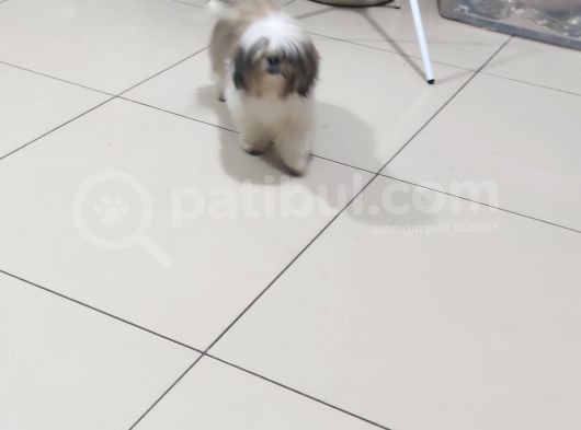 Shih Tzu Yavrular görsel