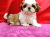 Orijinal Shihtzu Bebeklerimiz