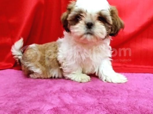 Orijinal Shihtzu Bebeklerimiz görsel