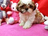 Orijinal Shihtzu Bebeklerimiz