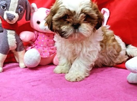 Orijinal Shihtzu Bebeklerimiz görsel