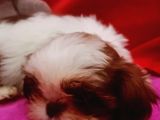 Orijinal Shihtzu Bebeklerimiz