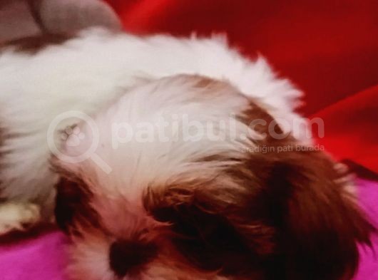 Orijinal Shihtzu Bebeklerimiz görsel