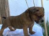 Show Kalitede Exotic Bully Yavruları