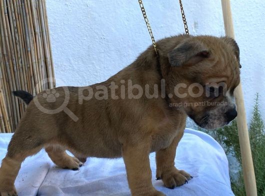 Show Kalitede Exotic Bully Yavruları
