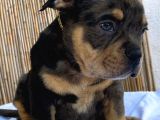 Show Kalitede Exotic Bully Yavruları