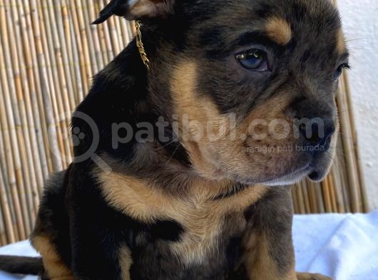 Show Kalitede Exotic Bully Yavruları görsel