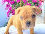 Show Kalitede Exotic Bully Yavruları