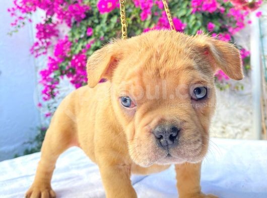 Show Kalitede Exotic Bully Yavruları görsel