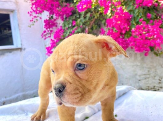 Show Kalitede Exotic Bully Yavruları görsel