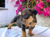 Show Kalitede Exotic Bully Yavruları