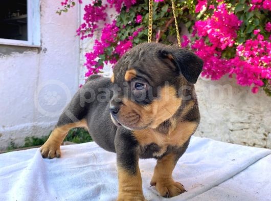Show Kalitede Exotic Bully Yavruları görsel