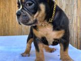 Show Kalitede Exotic Bully Yavruları