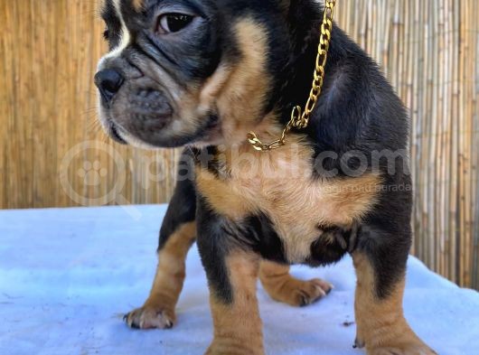 Show Kalitede Exotic Bully Yavruları görsel