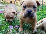 Show Kalitede Exotic Bully Yavruları