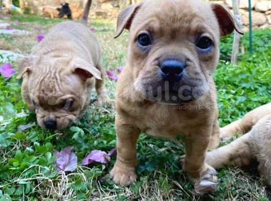 Show Kalitede Exotic Bully Yavruları görsel
