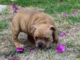 Show Kalitede Exotic Bully Yavruları