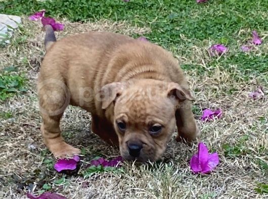 Show Kalitede Exotic Bully Yavruları görsel