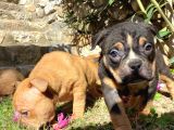 Show Kalitede Exotic Bully Yavruları