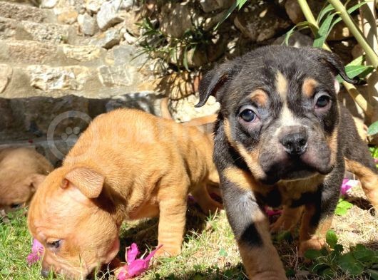 Show Kalitede Exotic Bully Yavruları görsel