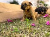 Show Kalitede Exotic Bully Yavruları