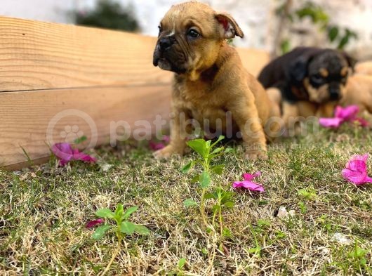 Show Kalitede Exotic Bully Yavruları görsel