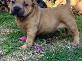 Show Kalitede Exotic Bully Yavruları