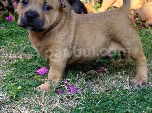 Show Kalitede Exotic Bully Yavruları görsel
