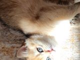 Mükemmel Kalitede British Longhair Yavruları