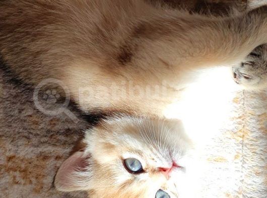 Mükemmel Kalitede British Longhair Yavruları görsel
