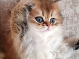 Show Kalite British Shorthair Yavruları