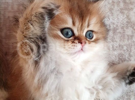 Show Kalite British Shorthair Yavruları görsel