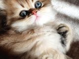 Show Kalite British Shorthair Yavruları