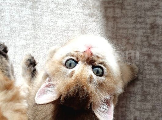 Mükemmel Kalitede British Longhair Yavruları görsel
