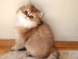 Show Kalite British Shorthair Yavruları