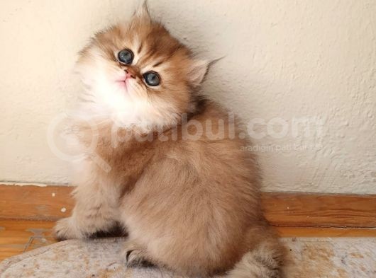 Show Kalite British Shorthair Yavruları görsel