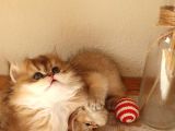 Mükemmel Kalitede British Longhair Yavruları