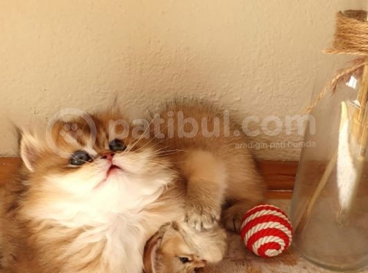 Mükemmel Kalitede British Longhair Yavruları görsel