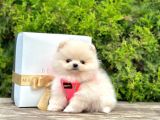Show Kalitede Pomeranian Yavrularımız
