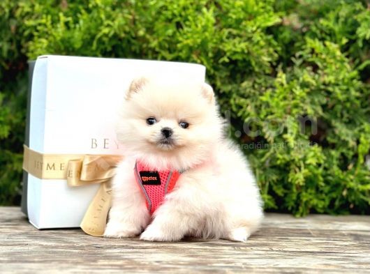 Show Kalitede Pomeranian Yavrularımız görsel