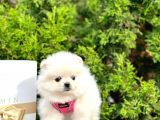 2 Aylık Erkek Dişi Pomeranian Boo