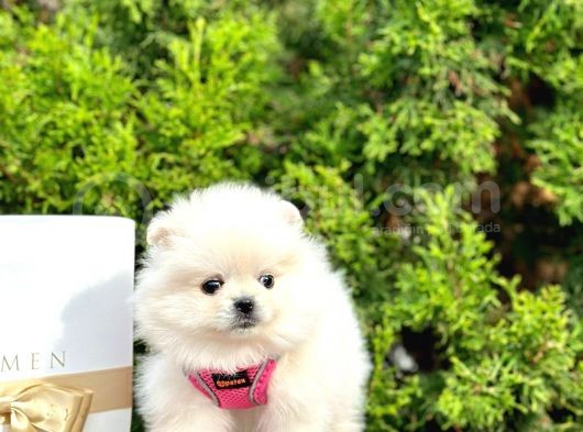 2 Aylık Erkek Dişi Pomeranian Boo