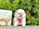 2 Aylık Erkek Dişi Pomeranian Boo