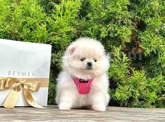 2 Aylık Erkek Dişi Pomeranian Boo görsel