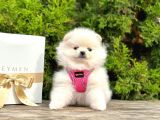 2 Aylık Erkek Dişi Pomeranian Boo