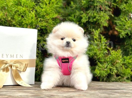 2 Aylık Erkek Dişi Pomeranian Boo görsel