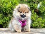 Muhteşem Tüy Yapisina Sahi̇p Pomeranian Boo
