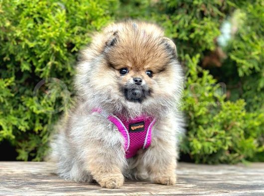 Muhteşem Tüy Yapisina Sahi̇p Pomeranian Boo görsel