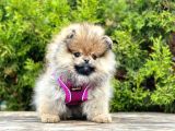 Muhteşem Tüy Yapisina Sahi̇p Pomeranian Boo