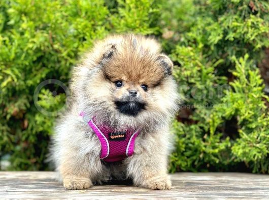 Muhteşem Tüy Yapisina Sahi̇p Pomeranian Boo görsel